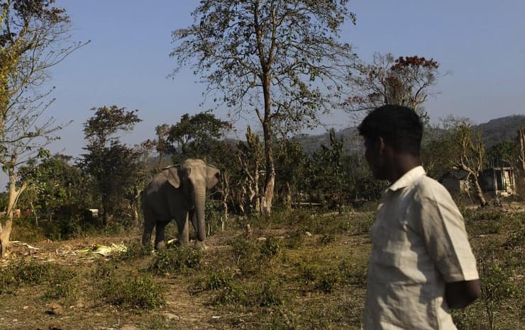 תושב מקומי בהודו ופילים במפגש ישיר