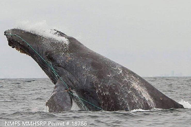 לווייתן גדול-סנפיר מסתבך בציוד דייג