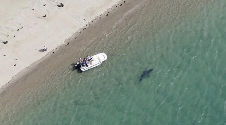 כריש בקרבת קו החוף בחצי האי קייפ קוד שבמסצ'וסטס