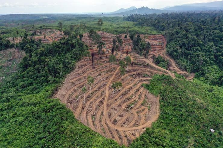 כריתת יערות טרופיים