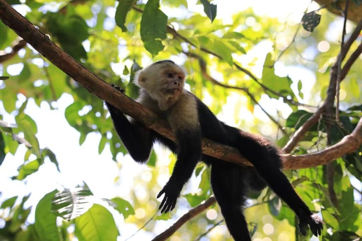 קופים ממתינים ליד הקפיטריה, פארק לאומי מנואל אנטוניו