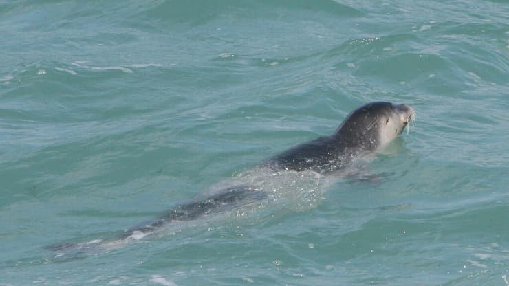 כלבת ים שתועדה מספר פעמים מול חופי ישראל