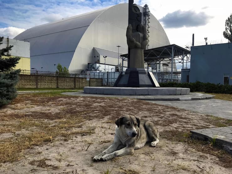 כלב ליד עיר נטושה, סמוך לצ'רנוביל