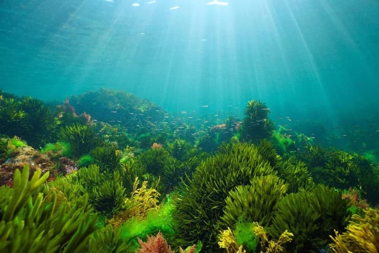 צמחים ואצות במי האוקיינוס