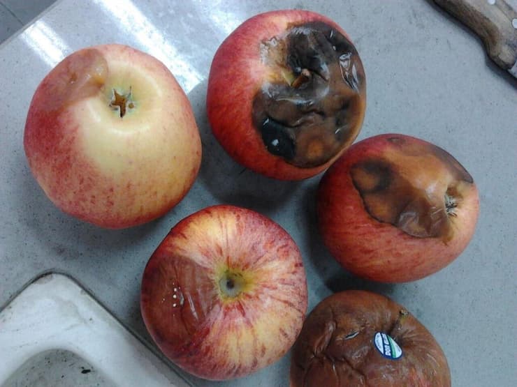 תפוחים שנפגעו מהפטרייה 