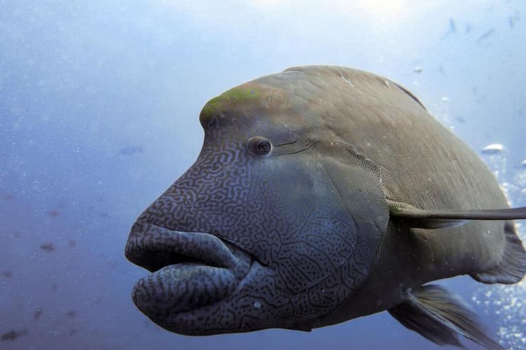 דג תפאר ענק (Cheilinus undulatus), שמוכר גם בשם "תפאר נפוליאון", שוחה במימי פלאו. דג זה יכול להגיע לאורך של כ-2 מטרים, אך נתון בסכנת הכחדה