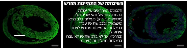 מחקר לב בעכברים. פרופ' אלדד צחור וד"ר אברהם שקד