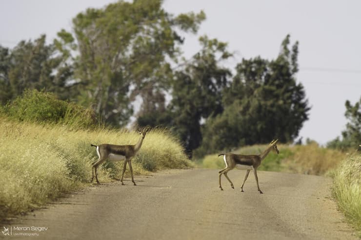 צבי ארצישראלי חוצה את הכביש 