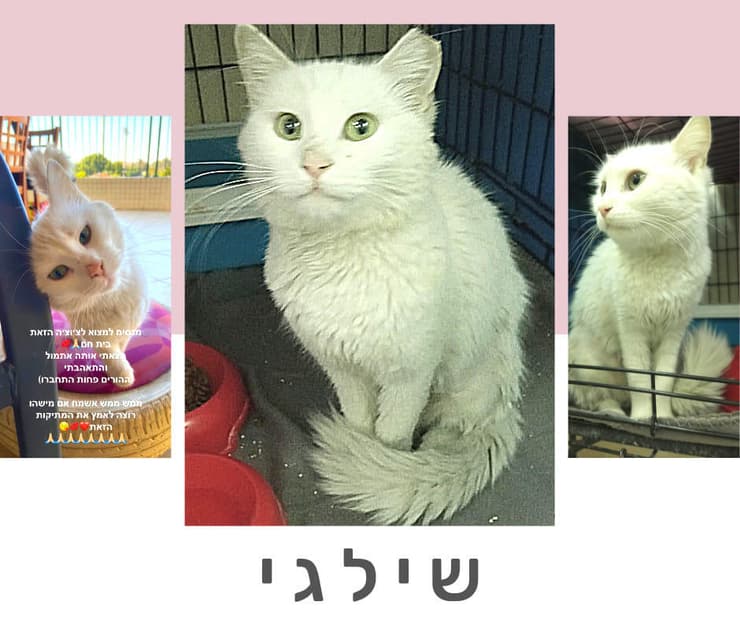 שילגי