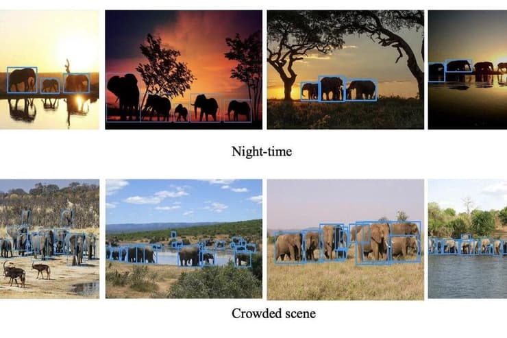 זיהוי פילים באמצעות בינה מלאכותית, גם בשעות הלילה וברגעים בהם הפילים מקובצים ועושים צפופים