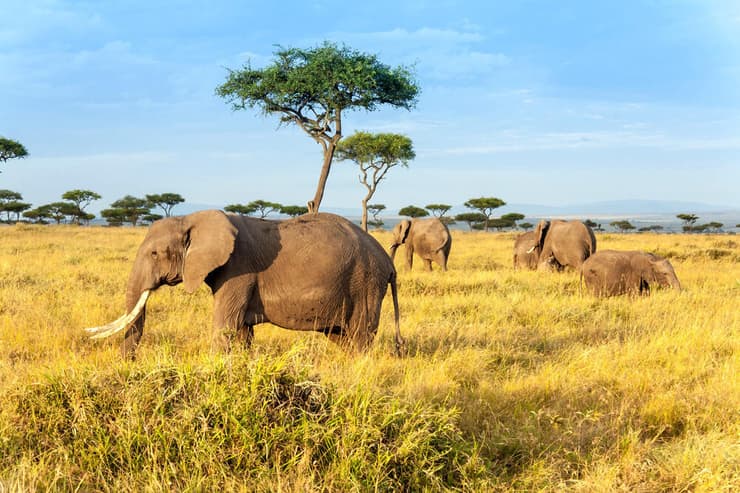 פילים בשמורת מסאי מארה בקניה