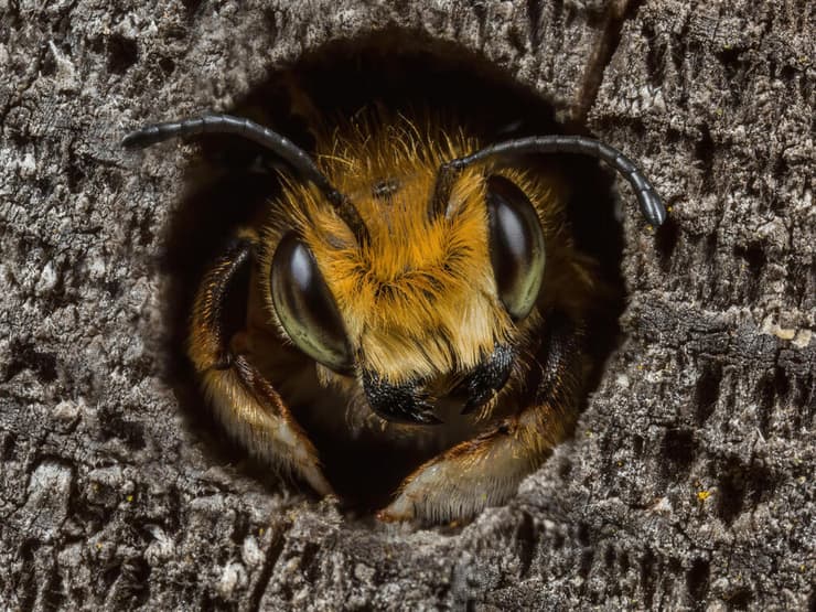 Willughby’s Leafcutter Bee