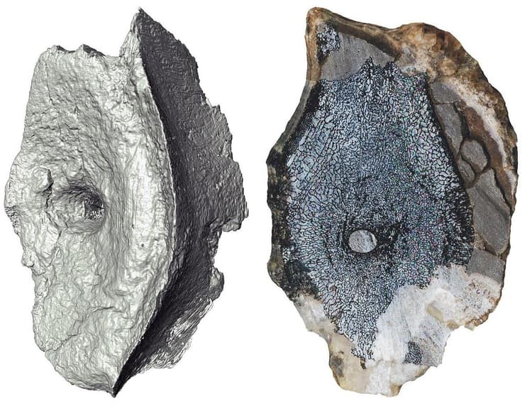 תמונת טומוגרפיה ממוחשבת ותמונת חתך שמציגות את המבנה הפנימי של חוליות האיכטיוזאורוס הקדום ביותר, אשר התגלה בשפיצברגן