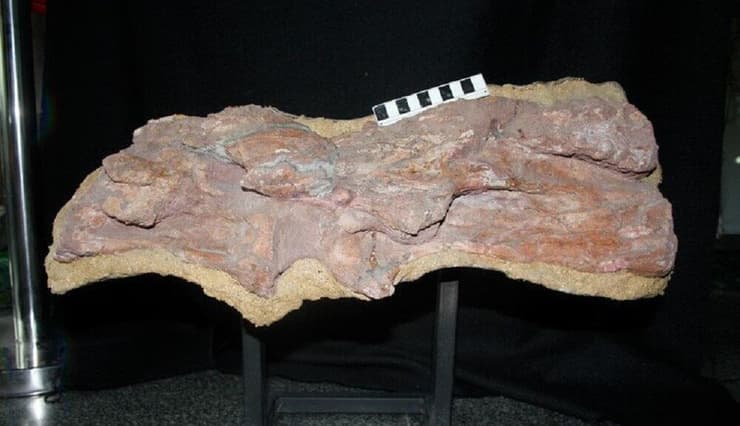חוליות הצוואר של ממנצ'יזאורוס סינוקנדורום (Mamenchisaurus sinocanadorum)