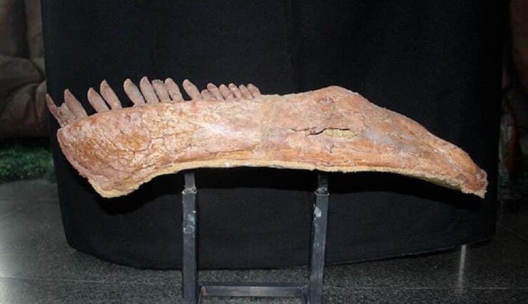 עצם הלסת התחתונה של ממנצ'יזאורוס סינוקנדורום (Mamenchisaurus sinocanadorum)