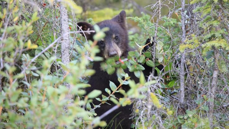 גור דוב דחור אמריקאי מחפש פירות יער