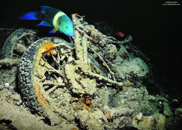 דג שוחה בקרבת אחד משרידי האופנועים על הריסות האונייה הבריטית אס אס טיסלגורם