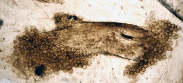 תמונה מיקרוסקופית של חתיכת צמח מאובן מריני צ'רט (Rhynie chert), עם פטריות מאובנות שמופיעות בקצוות