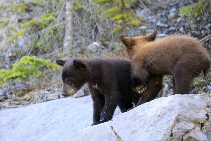 שני גורי דובים, מתכוננים לחצות את הכביש 
