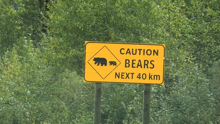 זהירות דובים, יש לנהוג בזהירות