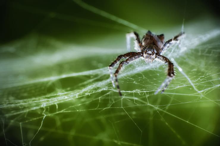 עכביש בר-הדר מתגודד