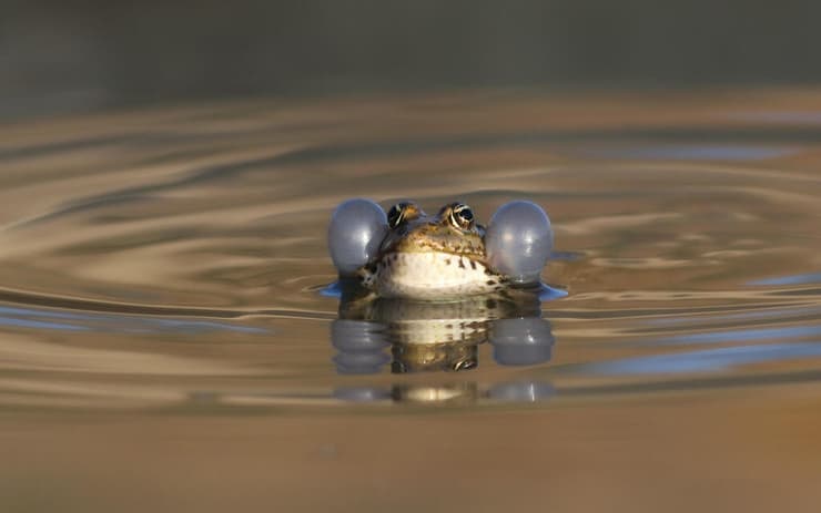 צפרדע הנחלים