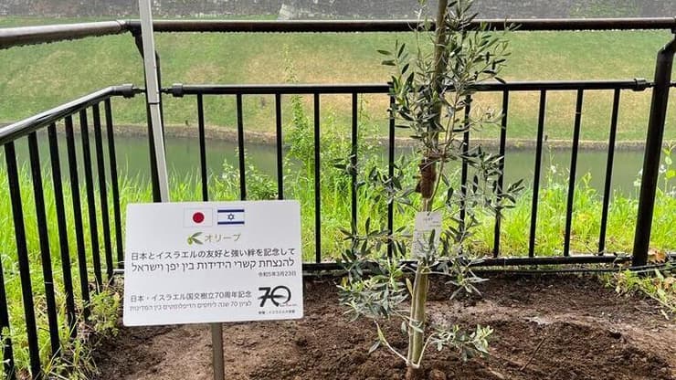 לציון 70 שנה ליחסי ישראל יפן שגריר ישראל ביפן נטע עץ זית מישראל מול ארמון קיסר יפן
