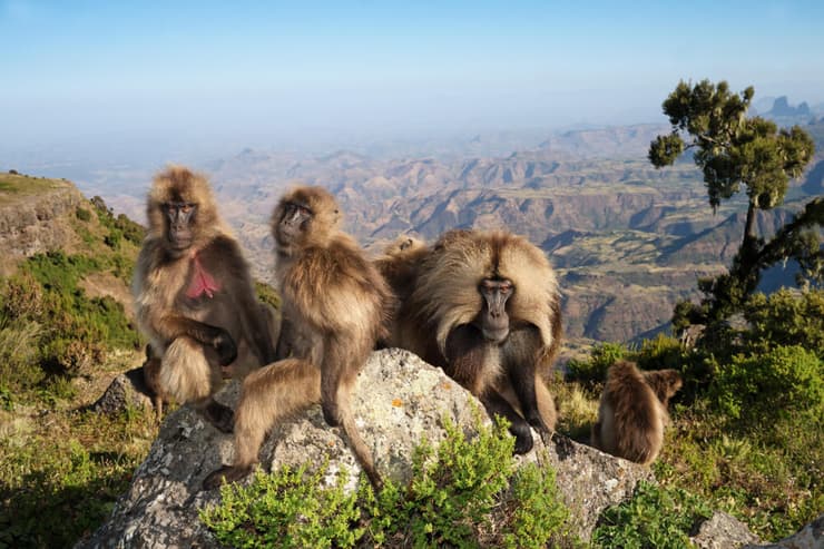 פארק לאומי הרי סימיאן בצפון אתיופיה. 