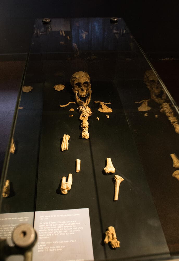 לוסי חוגגת 3 מיליון שנה. המוזיאון הלאומי באדיס אבבה. 