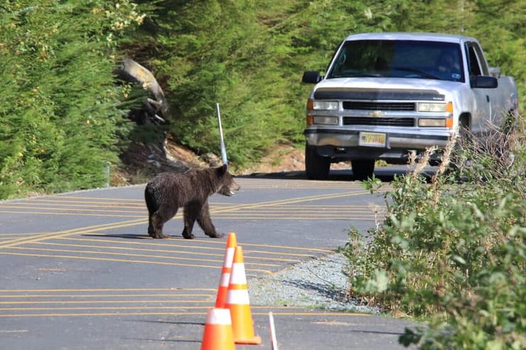 יש לנהוג בזהירות ולתת זכות קדימה לדובים