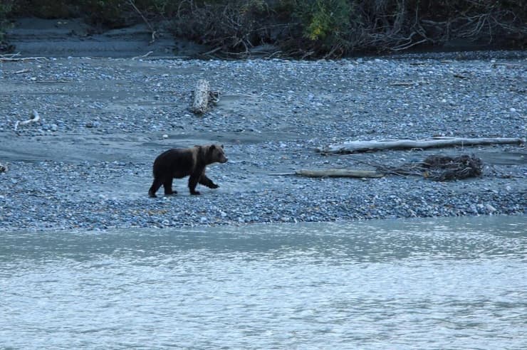 דוב זכר, סמוך לנהר הצ'ילקוט, בכניסה להיינס