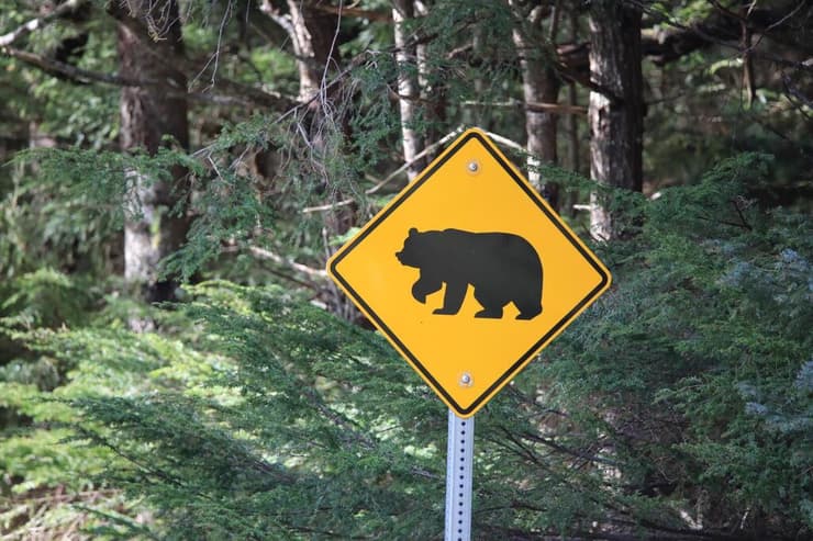 דובים חוצים את הכביש