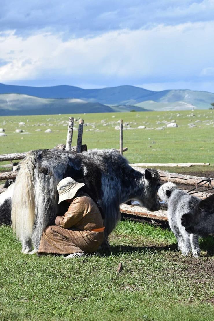 חליבת יאק במונגוליה