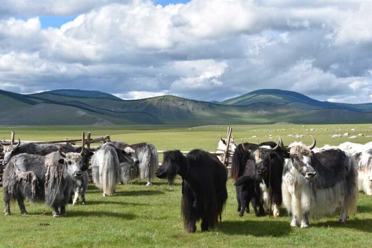 עדרים של יאקים במונגוליה