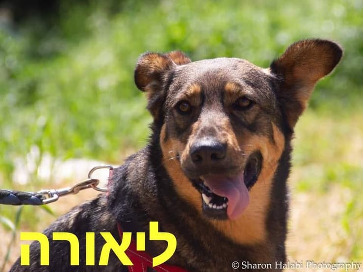ליאורה 
