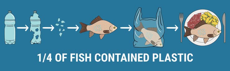 בעלי חיים בכל גודל אוכלים פלסטיק בעל כורחם – וגם אנחנו. אילוסטרציה של פלסטיק המגיע לגופו של דג, ומשם לצלחת שלנו