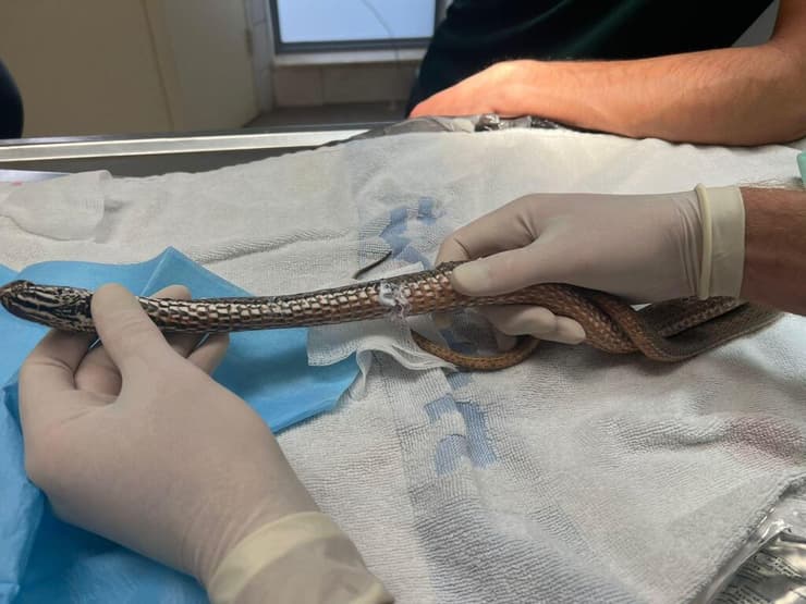 טיפול בנחש תלום קשקשים על ידי עובדי ומתנדבי בית החולים לחיות בר