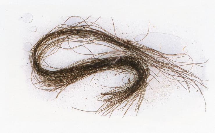 דוגמה של קצוות שיער שהתגלו במערת Es Càrritx במנורקה שבספרד