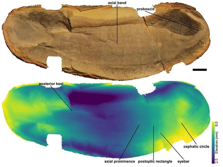 מפות עומק מקודדות צבע אלו, המשמשות לעתים קרובות לחקר עקבות דינוזאורים, אפשרו לחוקרים לחקור ביסודיות את המבנה של מפלצת טאלי ומאובנים אחרים מהאתר באילינוי