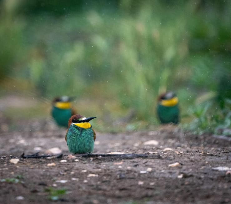 הגשם מקשה על הציפורים הקטנות