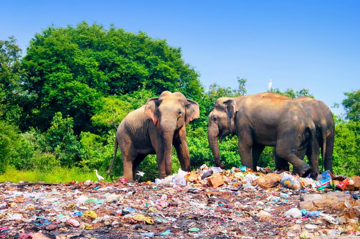 פילים על ערימת פסולת בסרי לנקה