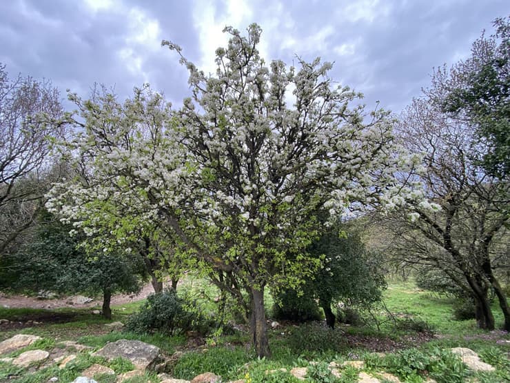 עץ אגס סורי פורח ליד חניון הפסגה בהר מירון