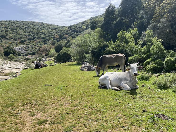 פרות בשמורת הר מירון