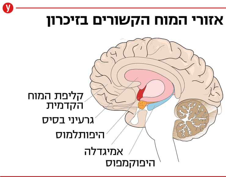 אזורי המוח הקשורים בזיכרון 