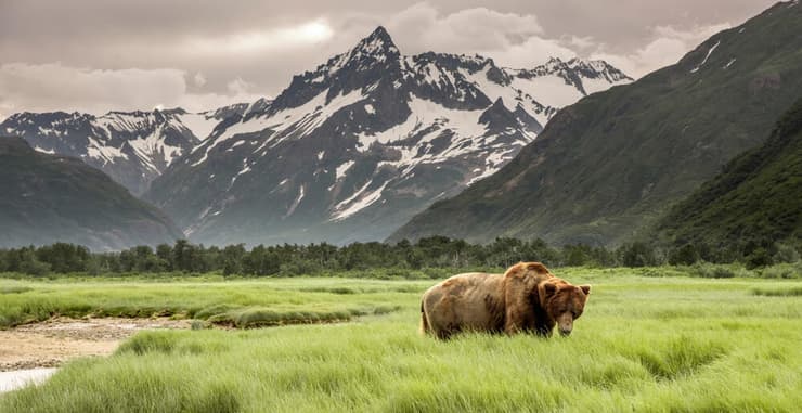 דוב גריזלי באלסקה