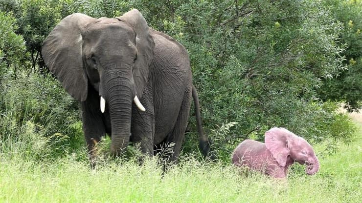 הפיל הוורוד ואמו