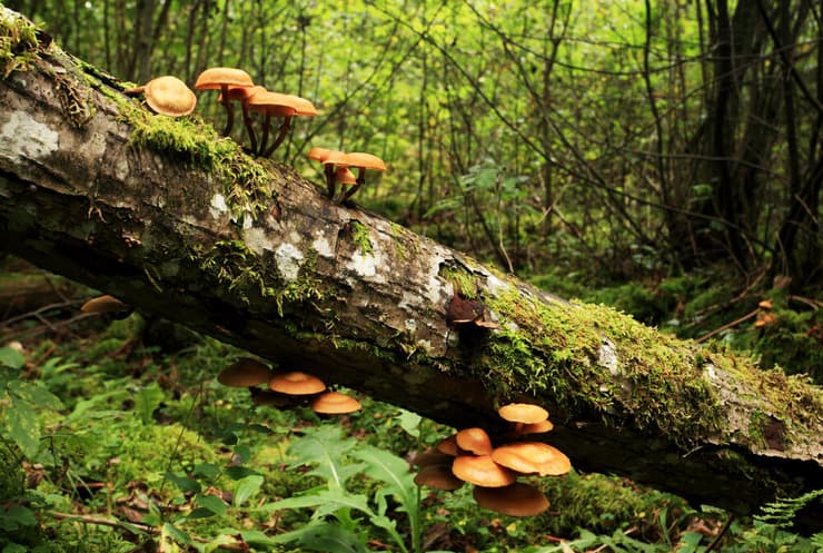 פטריות צומחות על גזע של עץ ביער עתיק באירופה