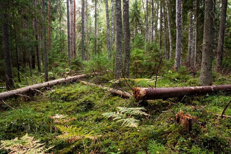 עצים שנפגעו ביער עתיק באירופה