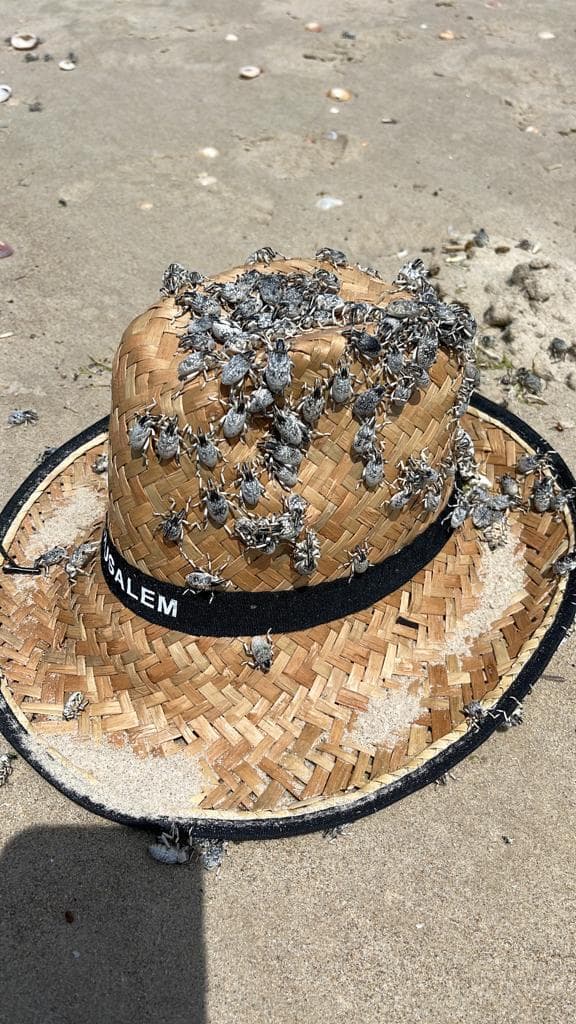 חדקניות על כובע בחוף הבונים