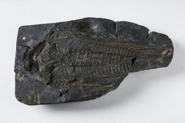 מאובן של היצור פרדוקסידס (Paradoxides) באורך 30 ס"מ שחי באמצע תקופת הקמבריון, מתוך האוספים של מוזיאון סדג'וויק למדעי כדור הארץ, אשר נמצא באוניברסיטת קיימברידג'